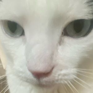 Meet your Posher, Cleo